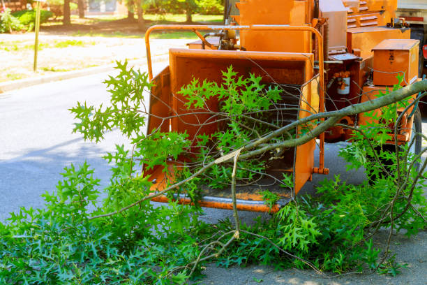 Best Tree Cutting Near Me  in Benjamin, UT